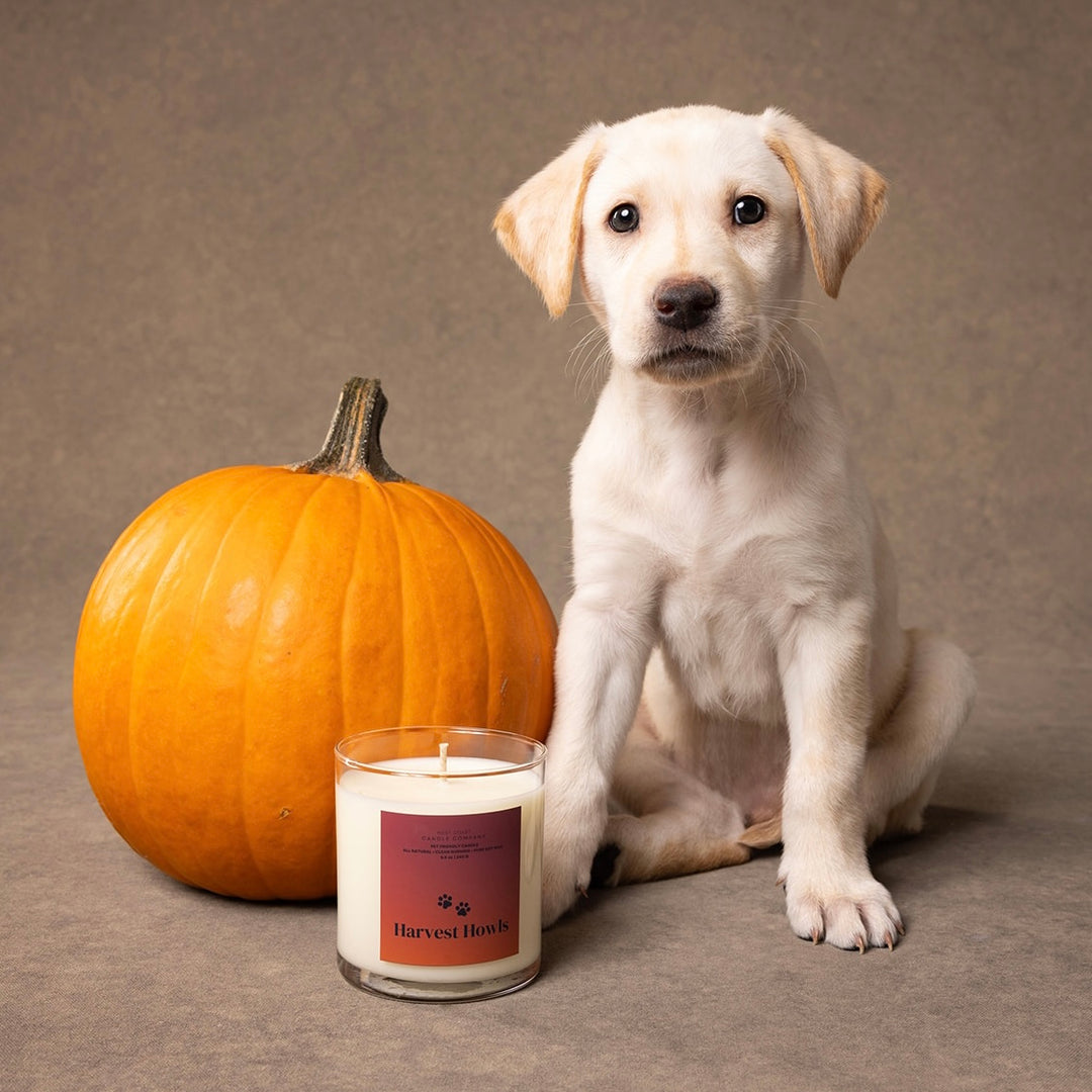 Harvest Howls Candle