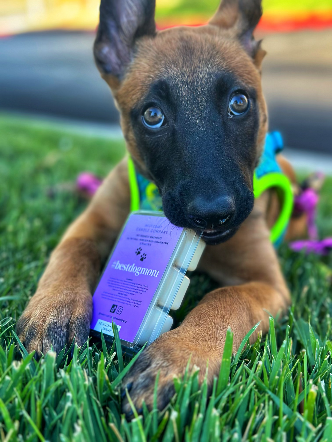 Pet odor wax sales melts